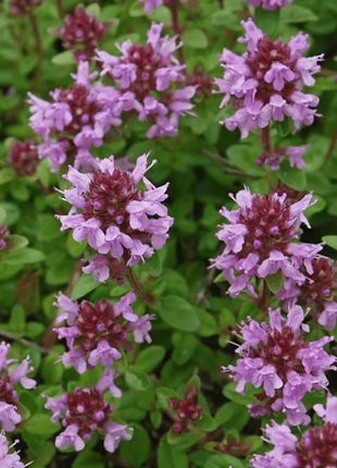 Lemon Thyme – 250 Seeds
