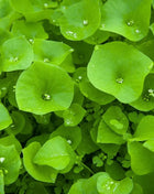 Winter Purslane, Miner’s Lettuce – 100 Seeds
