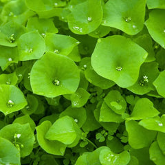 Collection image for: Specialty Greens