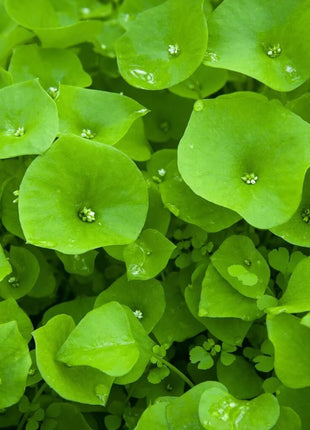 Winter Purslane, Miner’s Lettuce – 100 Seeds