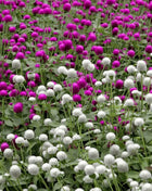Globosa Mix Gomphrena – 50 Seeds