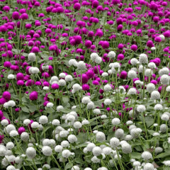 Collection image for: Gomphrena