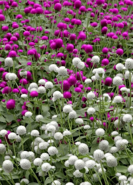 Globosa Mix Gomphrena – 50 Seeds