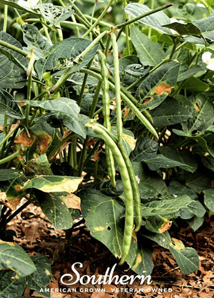 California Blackeye Peas – 50 Seeds