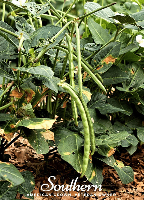 California Blackeye Peas – 50 Seeds