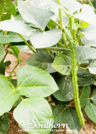 California Blackeye Peas – 50 Seeds