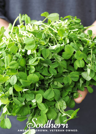 Field Shoots Peas – 100 Seeds