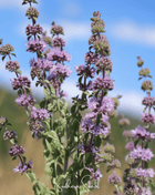 Pennyroyal – 100 Seeds