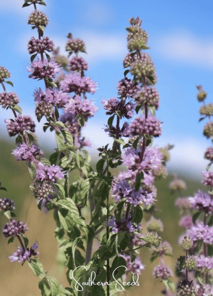 Pennyroyal – 100 Seeds