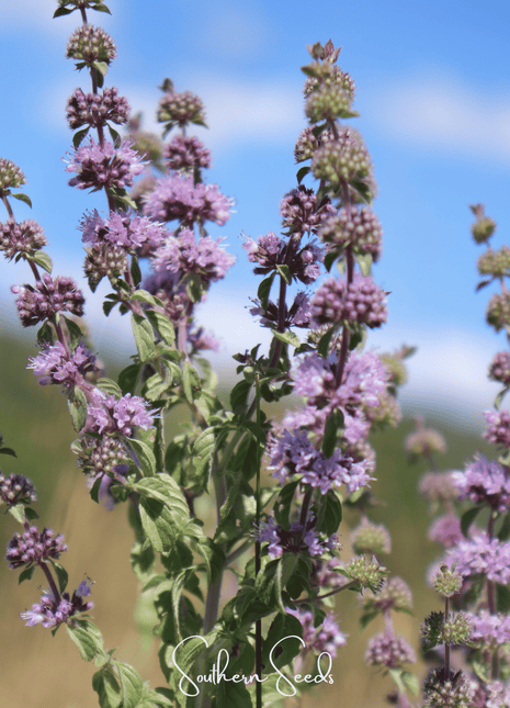 Pennyroyal – 100 Seeds