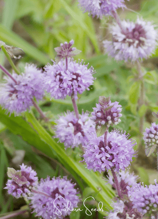 Pennyroyal – 100 Seeds