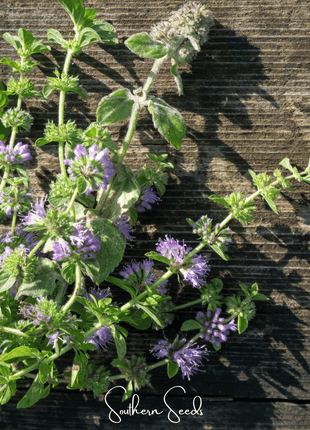 Pennyroyal – 100 Seeds