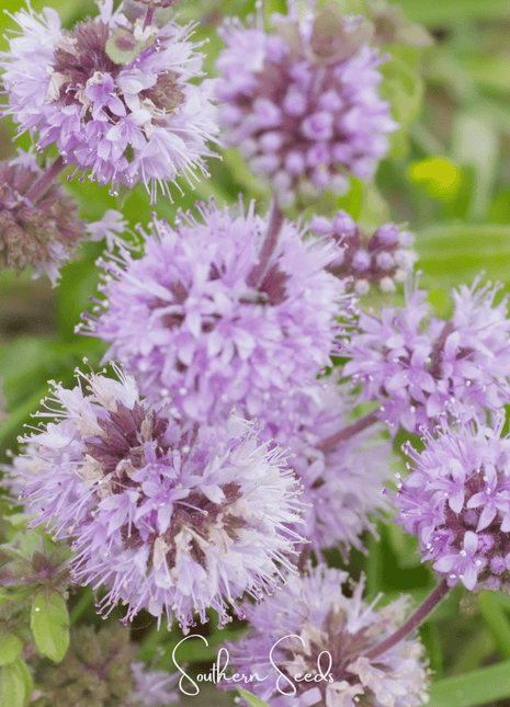 Pennyroyal – 100 Seeds