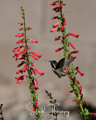 Firecracker Penstemon – 100 Seeds
