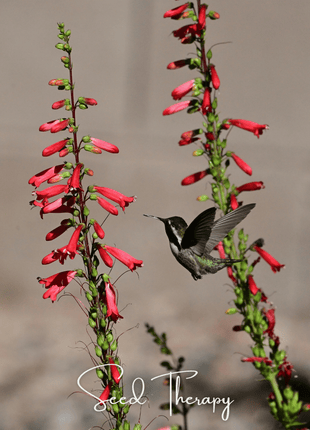Firecracker Penstemon – 100 Seeds