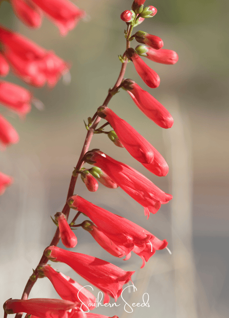 Firecracker Penstemon – 100 Seeds