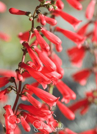 Firecracker Penstemon – 100 Seeds