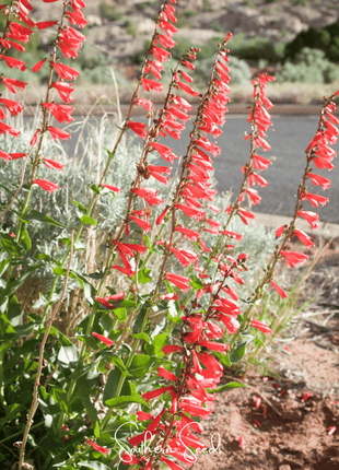 Firecracker Penstemon – 100 Seeds