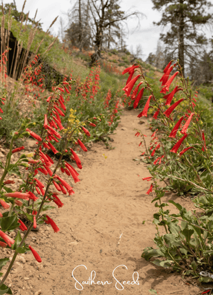 Firecracker Penstemon – 100 Seeds