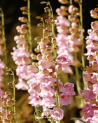 Palmer Penstemon – 100 Seeds