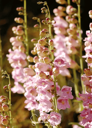 Palmer Penstemon – 100 Seeds