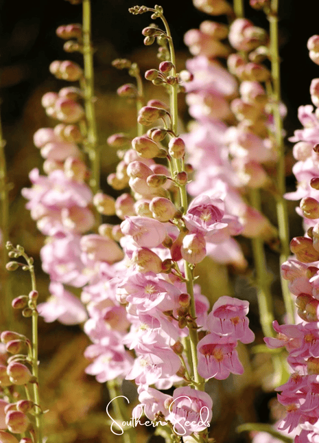 Palmer Penstemon – 100 Seeds