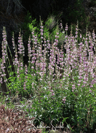 Palmer Penstemon – 100 Seeds