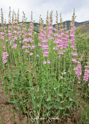 Palmer Penstemon – 100 Seeds