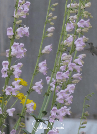 Palmer Penstemon – 100 Seeds