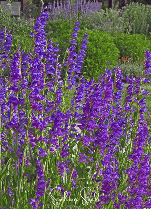 Rocky Mountain Penstemon – 100 Seeds