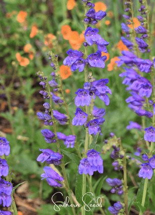 Rocky Mountain Penstemon – 100 Seeds