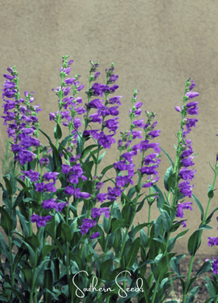 Rocky Mountain Penstemon – 100 Seeds