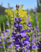 Rocky Mountain Penstemon – 100 Seeds