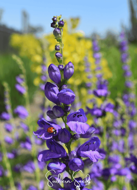 Rocky Mountain Penstemon – 100 Seeds