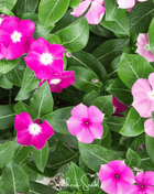 Mix Periwinkle– 100 Seeds