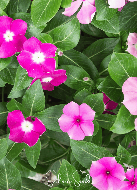 Mix Periwinkle– 100 Seeds