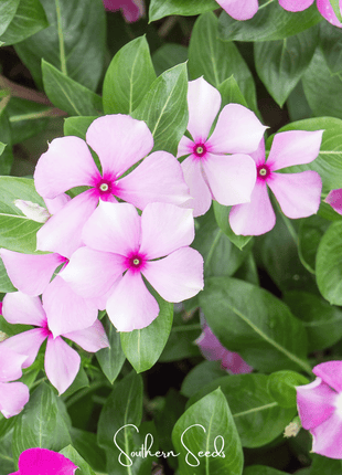Mix Periwinkle– 100 Seeds