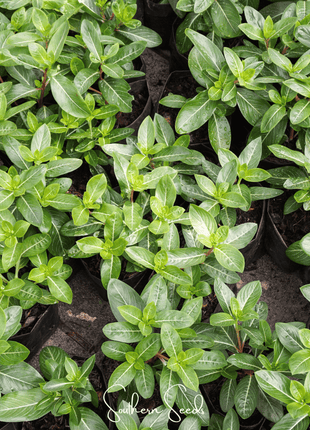 Mix Periwinkle– 100 Seeds