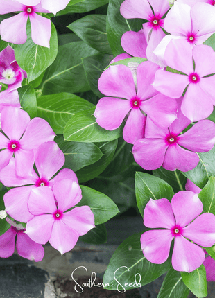 Mix Periwinkle– 100 Seeds