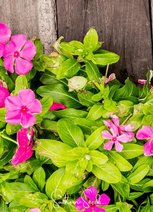 Mix Periwinkle– 100 Seeds