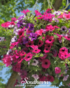 Dwarf Petunia Mix – 250 Seeds