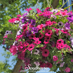 Collection image for: Petunia