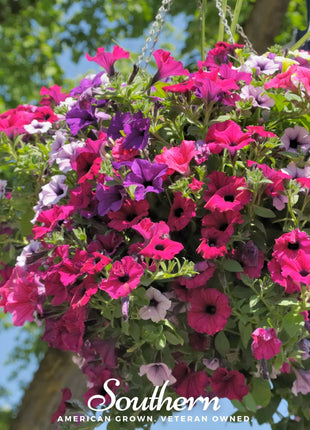 Dwarf Petunia Mix – 250 Seeds