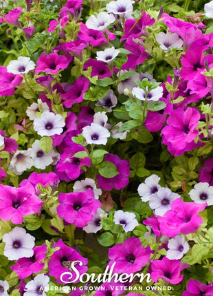 Dwarf Petunia Mix – 250 Seeds