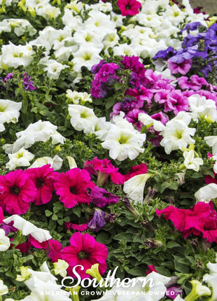 Dwarf Petunia Mix – 250 Seeds