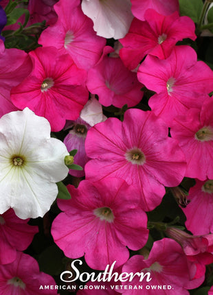 Dwarf Petunia Mix – 250 Seeds