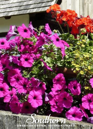 Shanin Wild Petunia – 250 Seeds