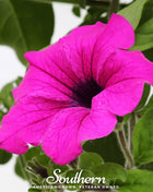 Shanin Wild Petunia – 250 Seeds