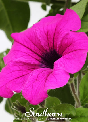 Shanin Wild Petunia – 250 Seeds