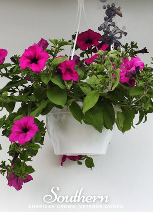 Shanin Wild Petunia – 250 Seeds
